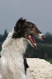 BARZOI 057